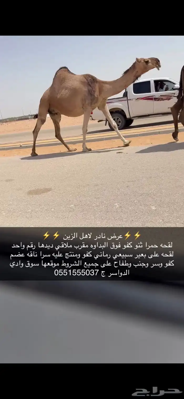 لقحه حمرا كفو ملاقي 1