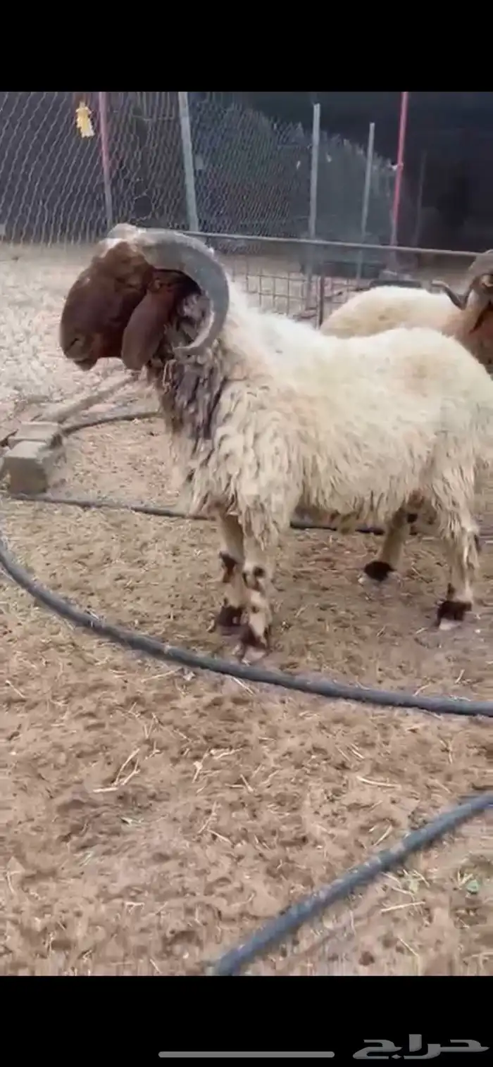 فحل نعيمي 0