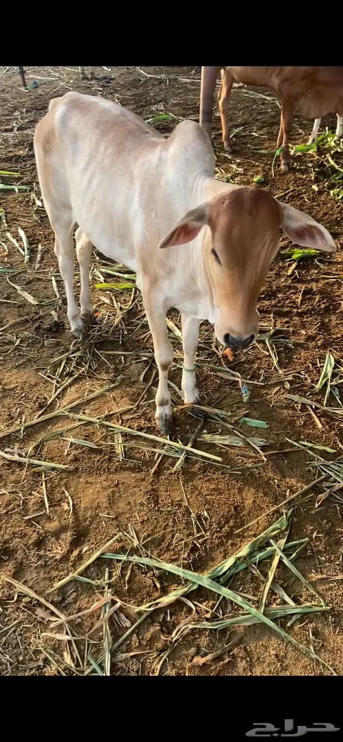 للبيع خبيش 1
