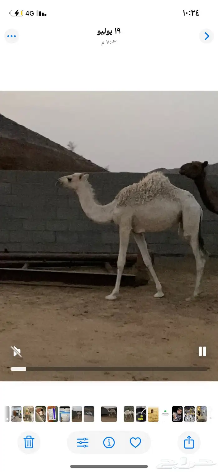 حشوان وبكار للمناسبات 1