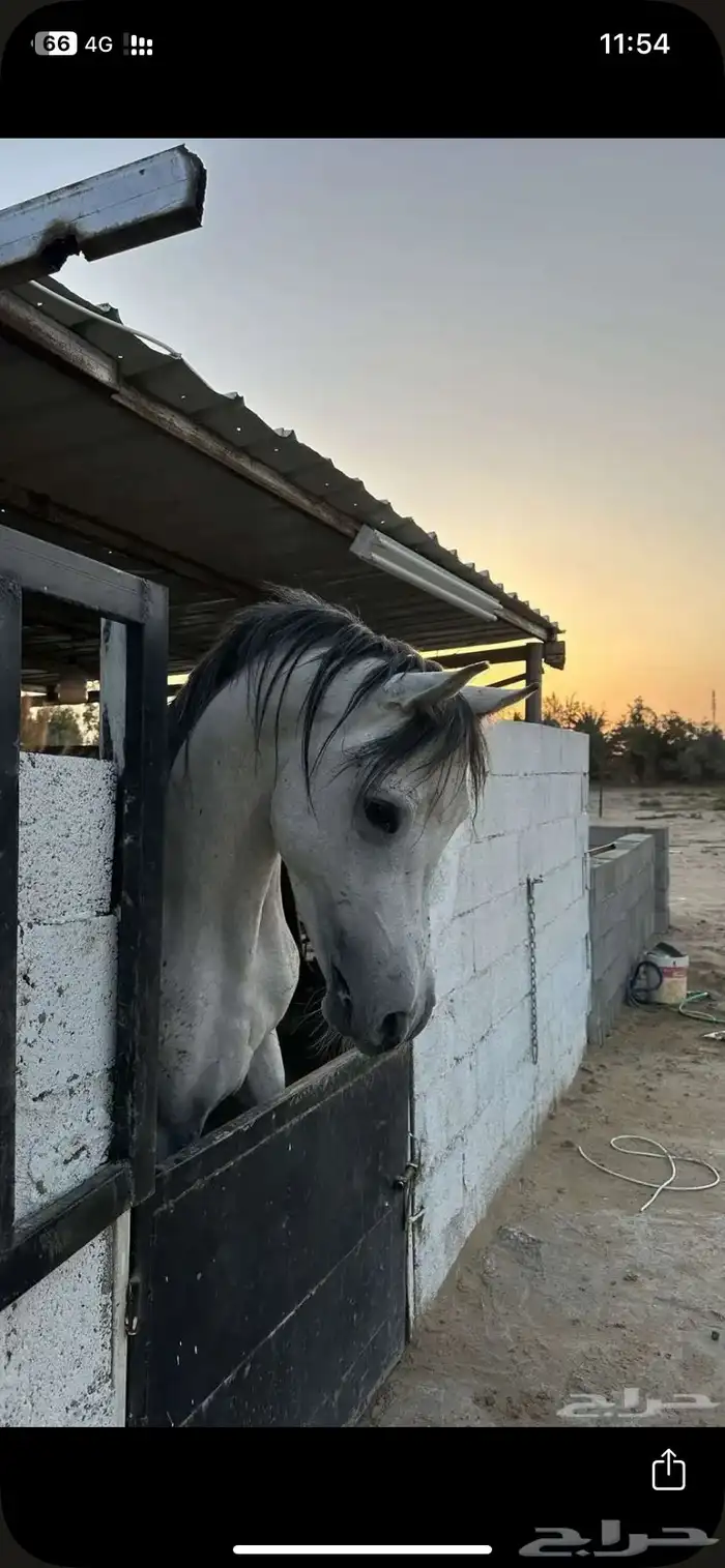 خيل 0