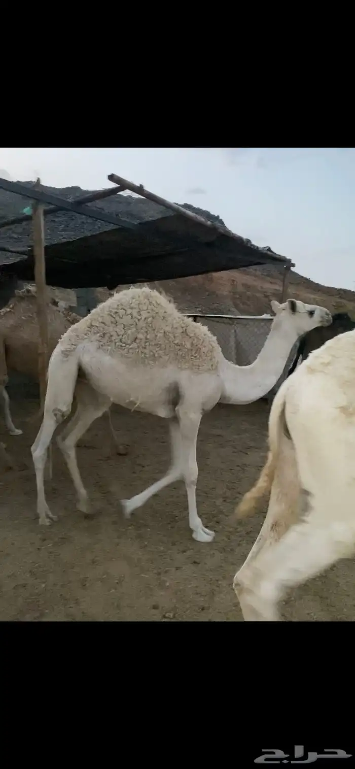 حشوان وبكار للمناسبات 2