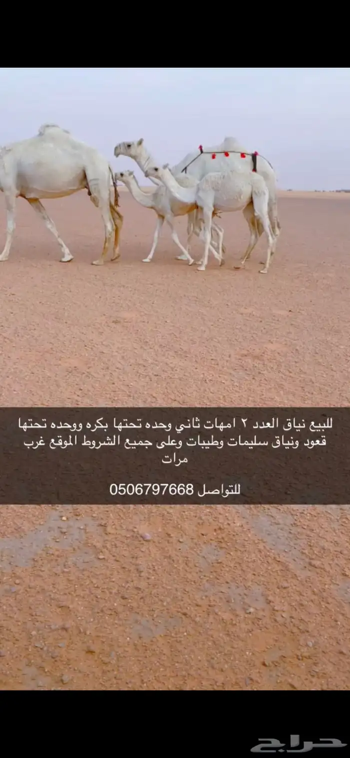 للبيع نياق 2 عشاير 0