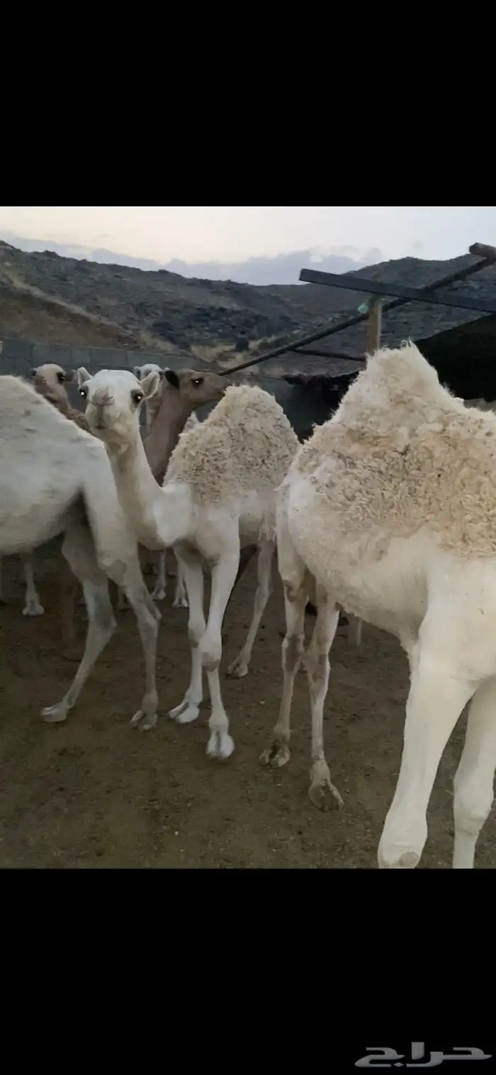 حشوان وبكار للمناسبات 3