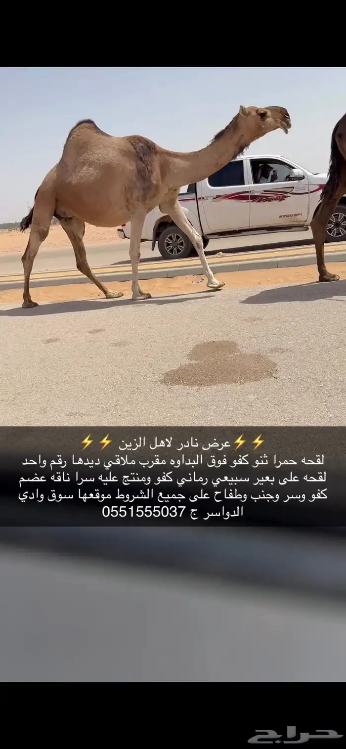 لقحه حمرا كفو ملاقي 0