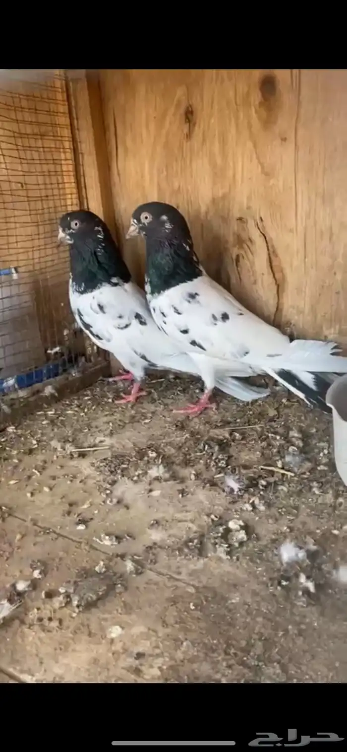 زوج باكستاني تيدي كلسرا 1