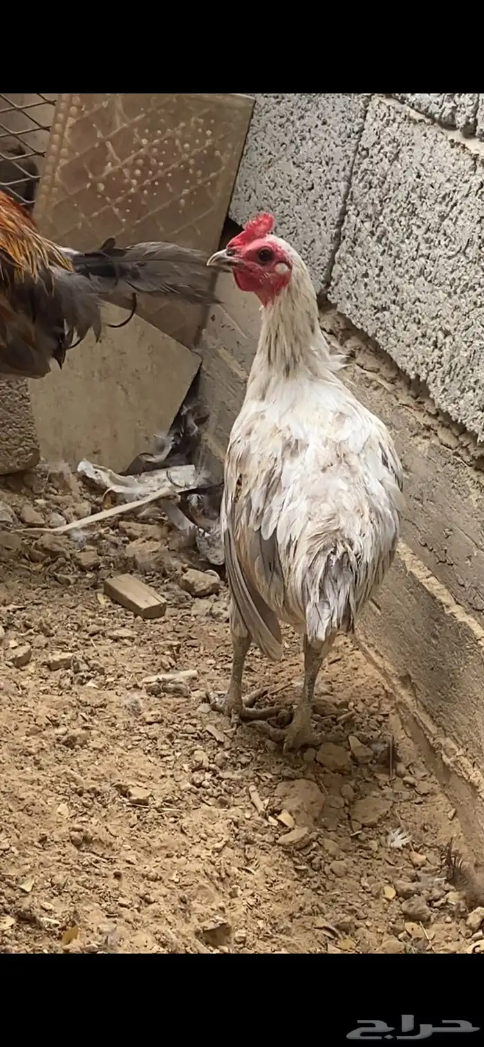 ديك فرنسي للبيع 1