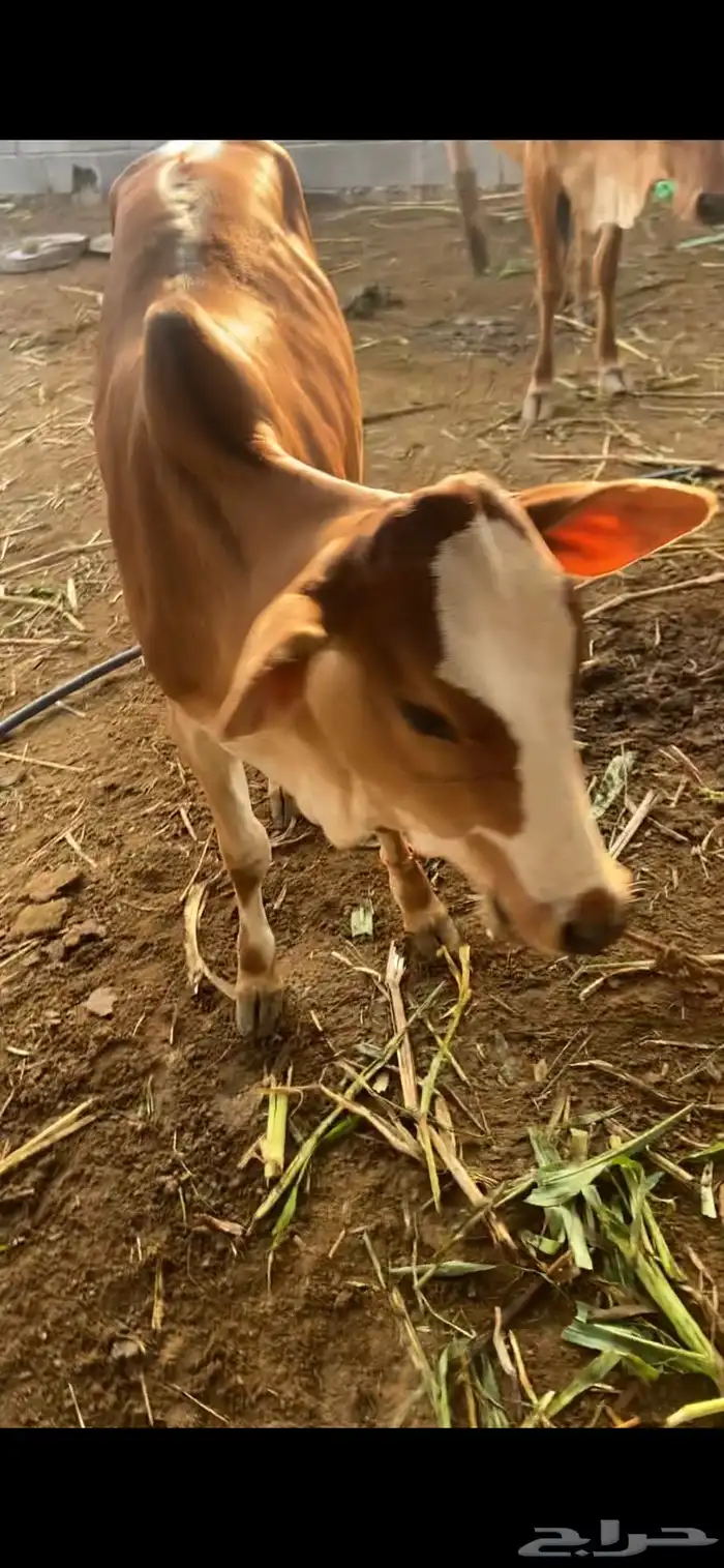 للبيع خبيش 3