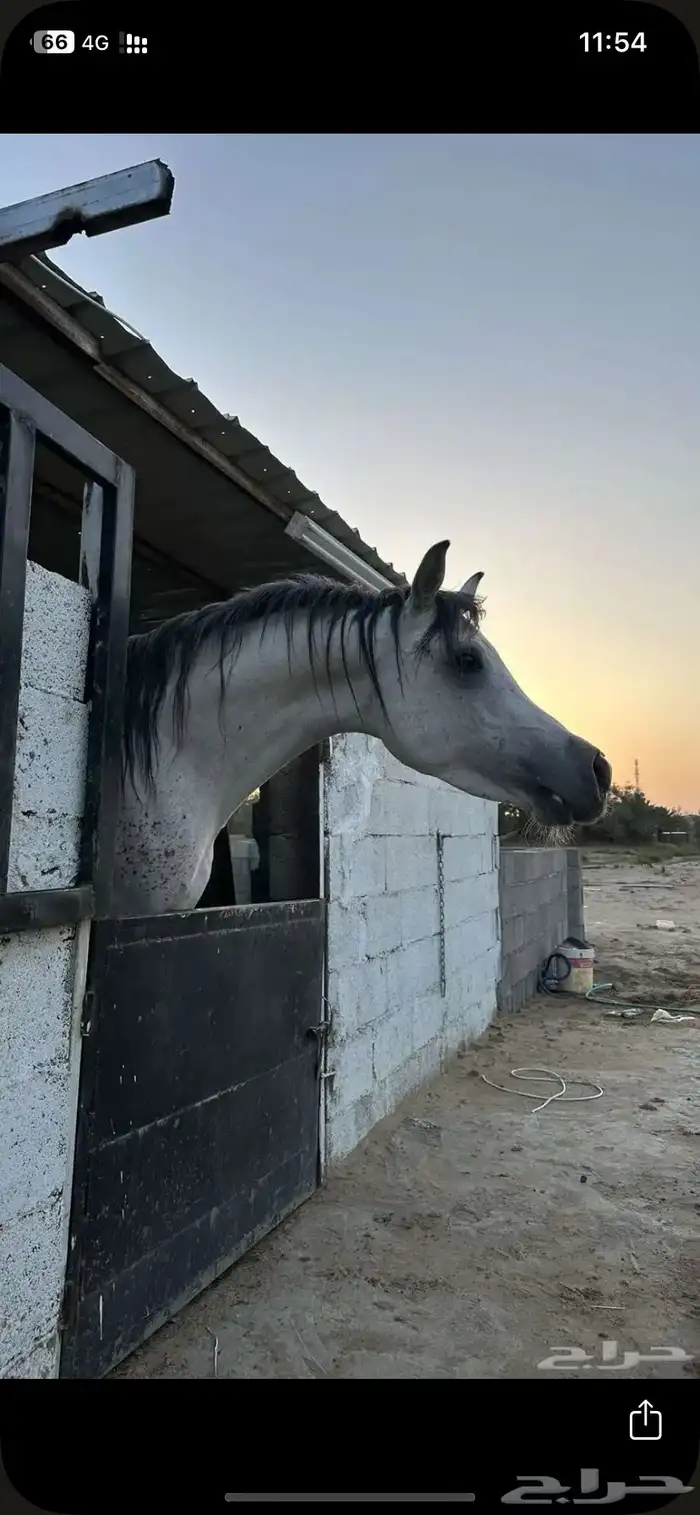 خيل 1