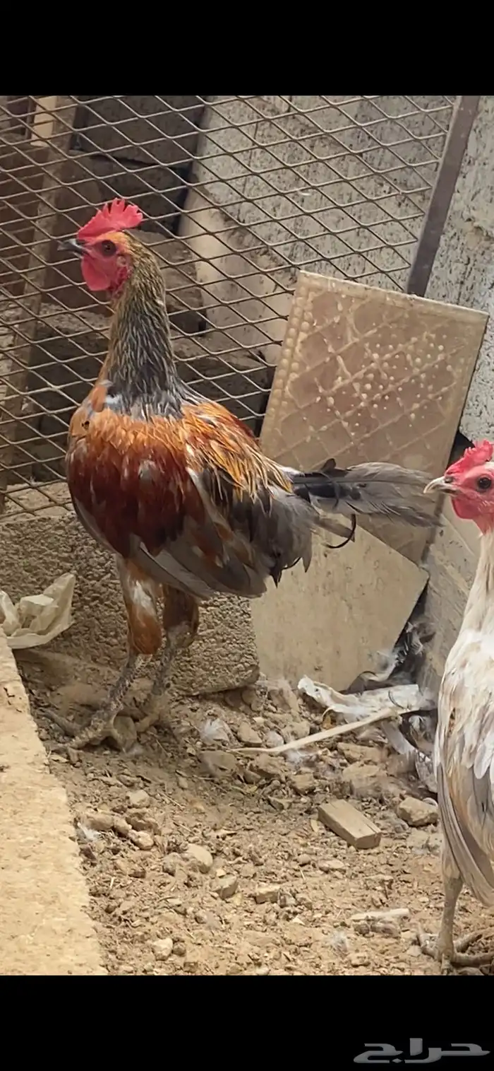 ديك فرنسي للبيع 0