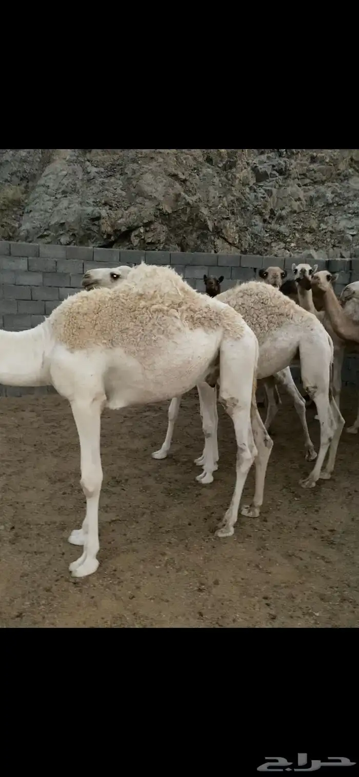 حشوان وبكار للمناسبات 4