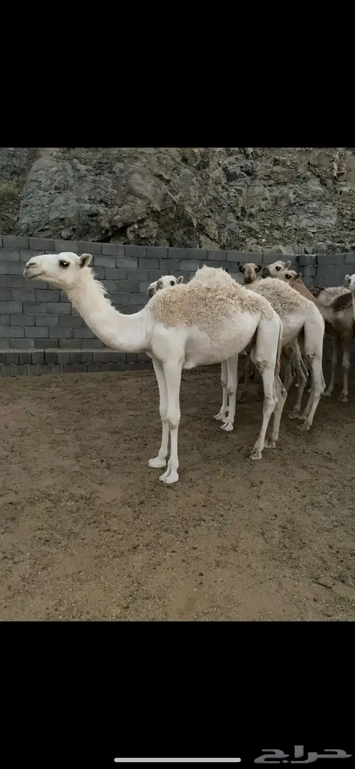 حشوان وبكار للمناسبات 5