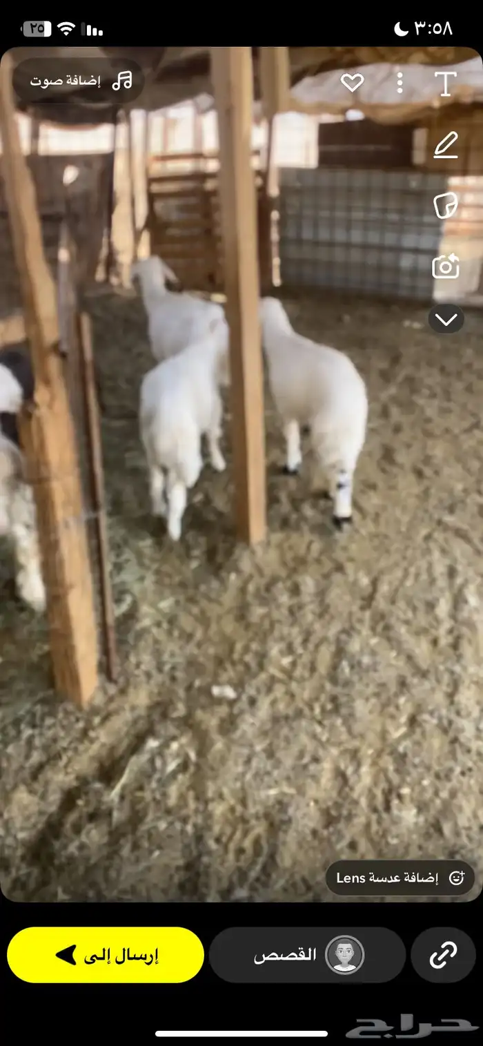 طليان. حريه 0