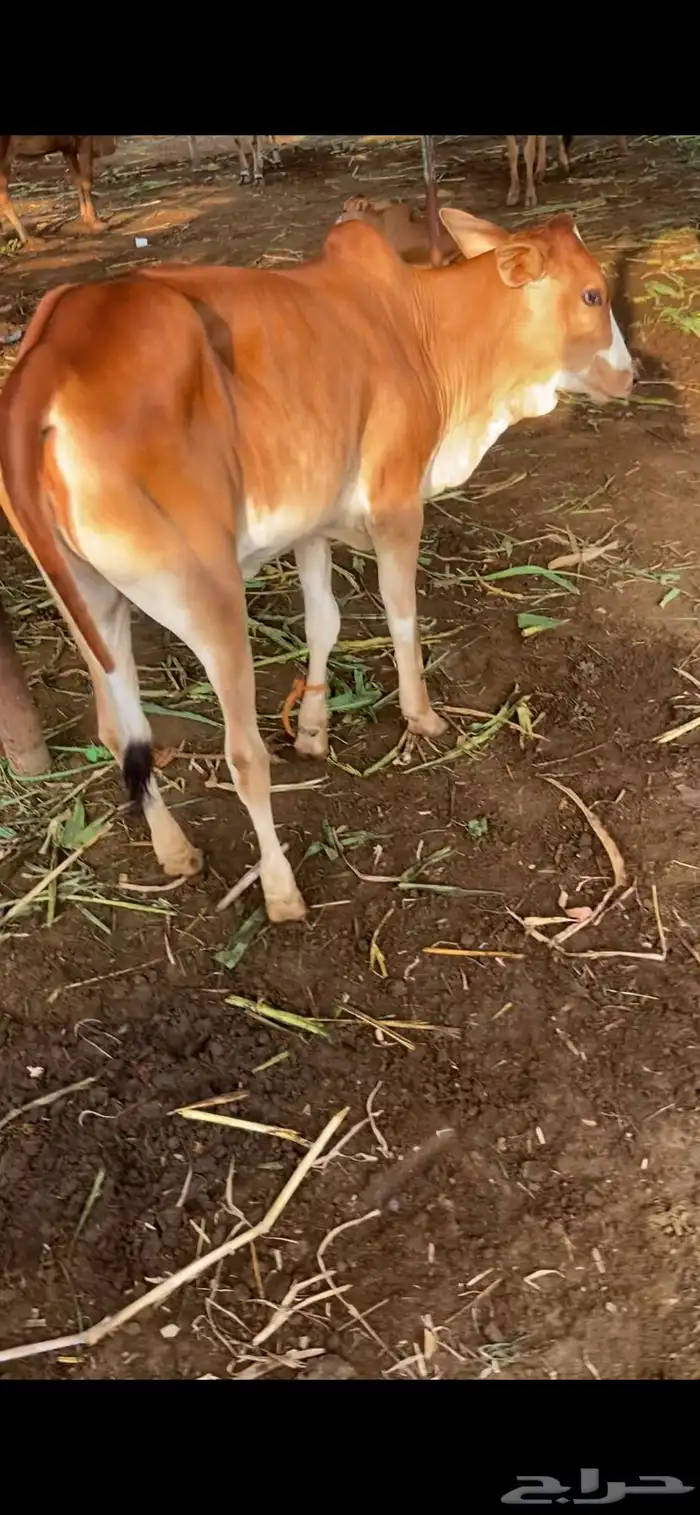 للبيع خبيش 2