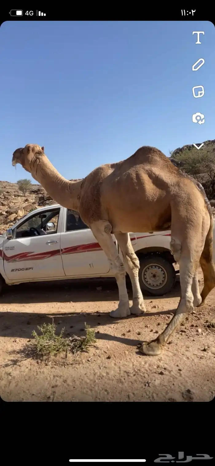 بعير ارك 0