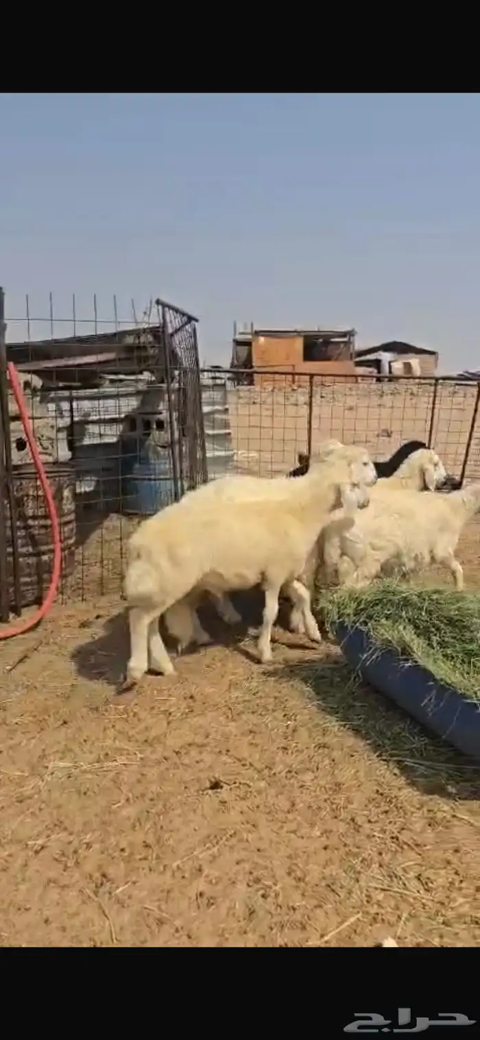 طليان نظيفة ع الشرط 0