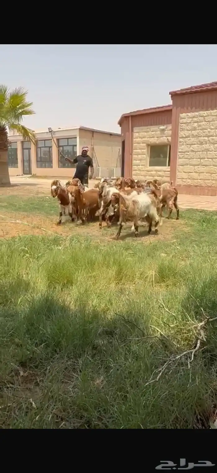 للبيع جذعات نوادر لون مميز فرصه للقناي 12