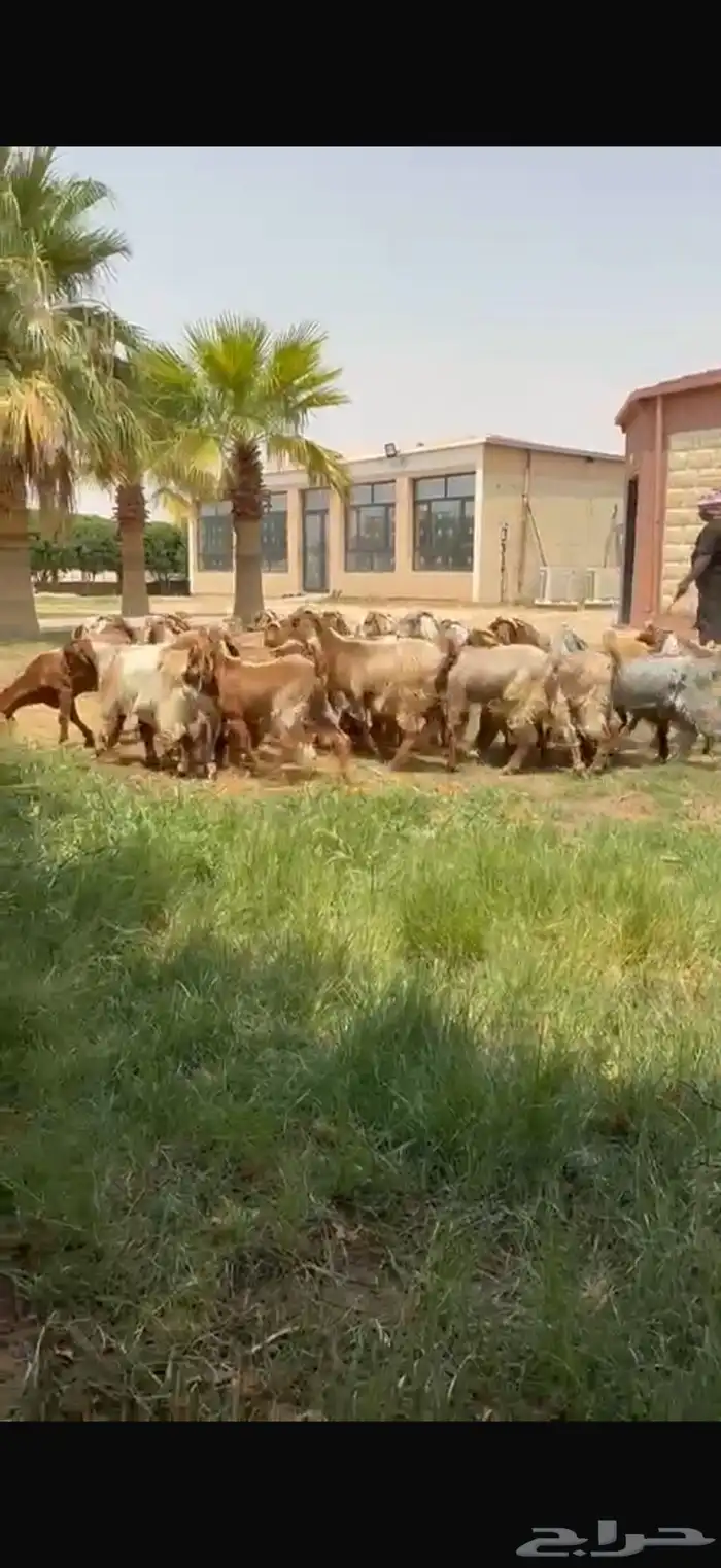 للبيع جذعات نوادر لون مميز فرصه للقناي 6
