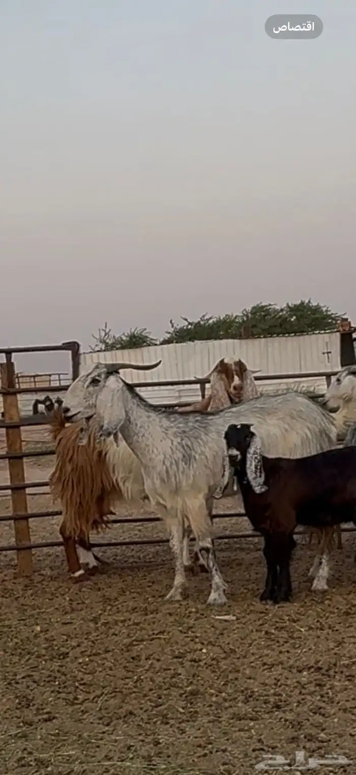 متابيع مشاريك طيبه بناتها كبرها 0
