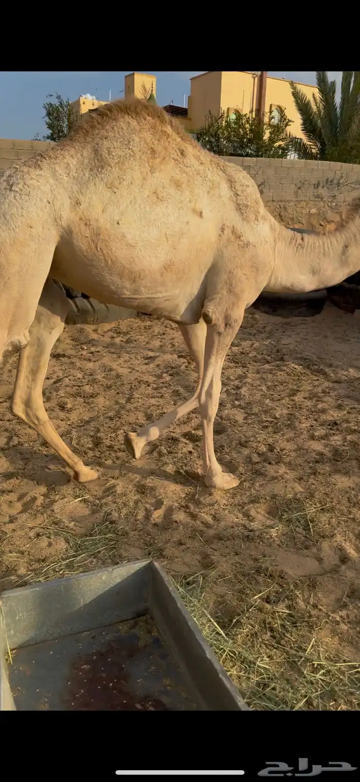 بكره فل الفل شحم 3