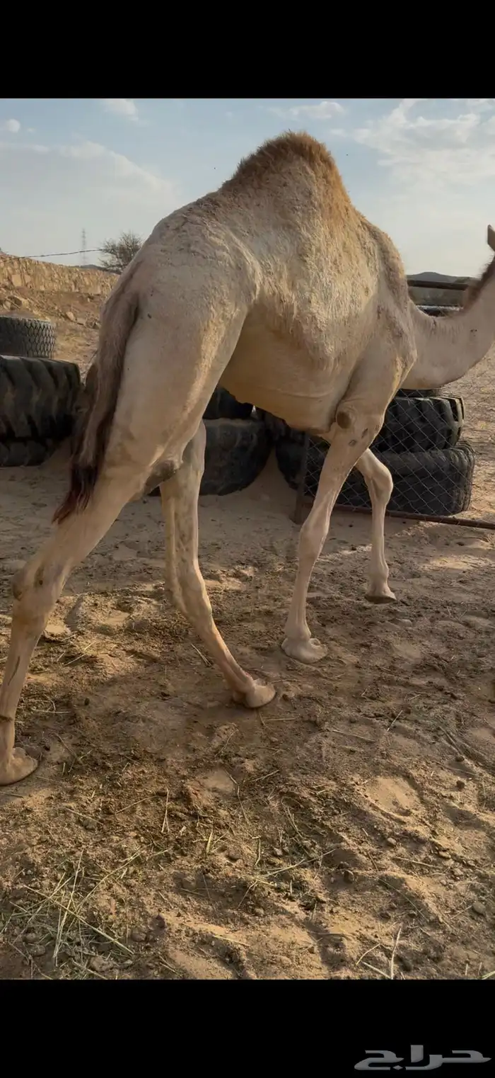 بكره فل الفل شحم 0