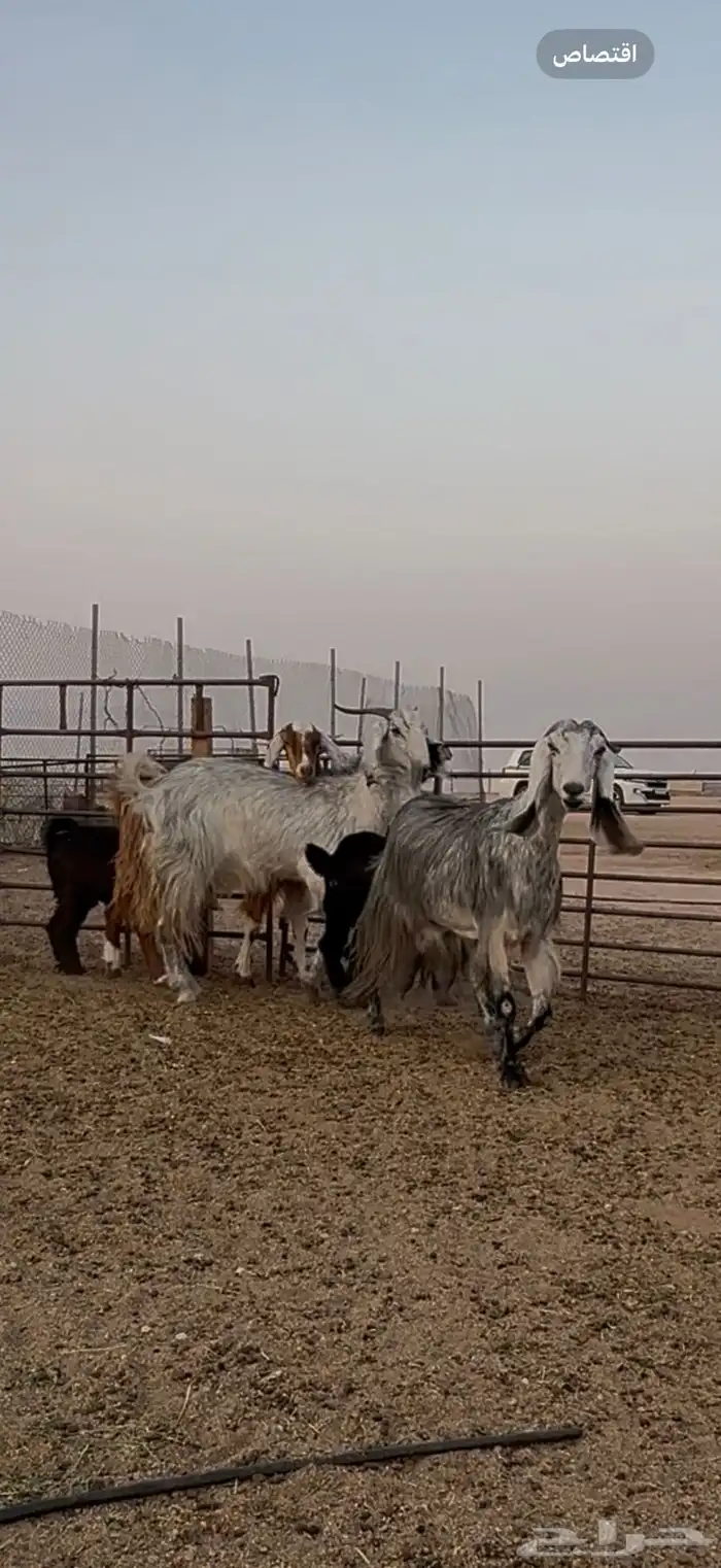 متابيع مشاريك طيبه بناتها كبرها 1