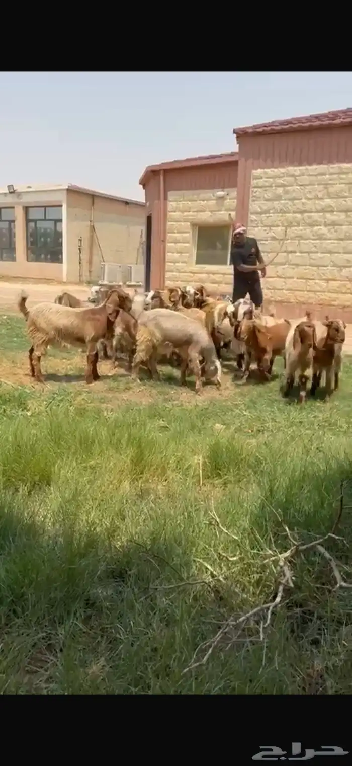 للبيع جذعات نوادر لون مميز فرصه للقناي 14