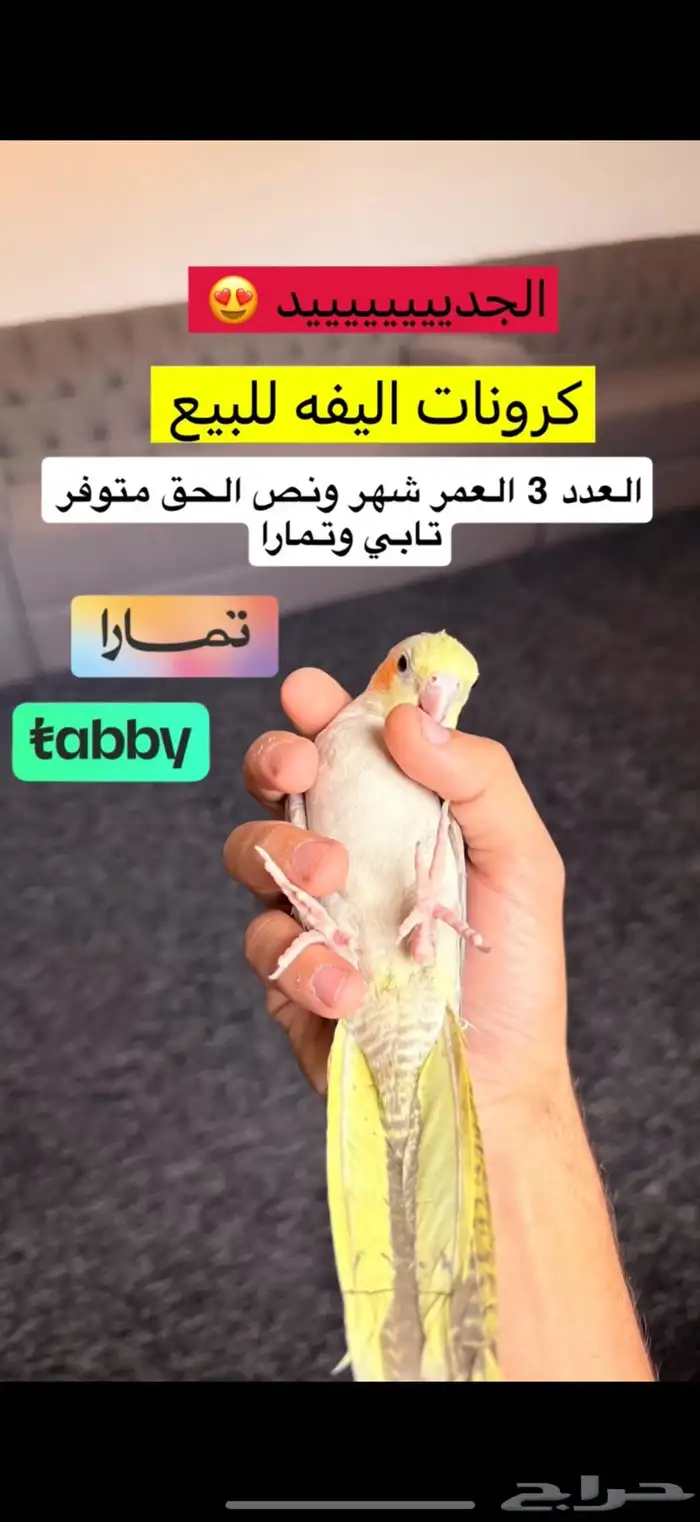 فروخ كروان مفطومه و فرخ كنيور غر متوفر تابي و تمارا 0