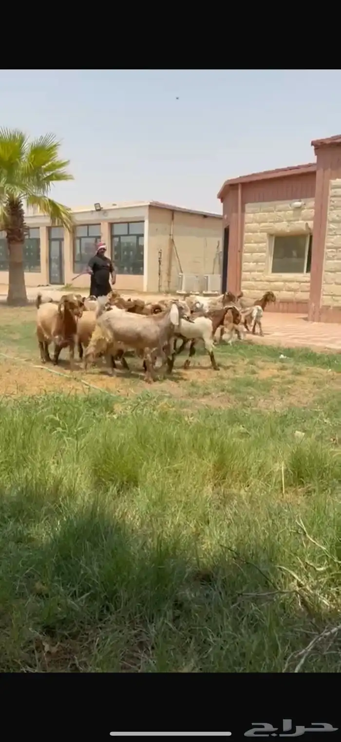 للبيع جذعات نوادر لون مميز فرصه للقناي 0