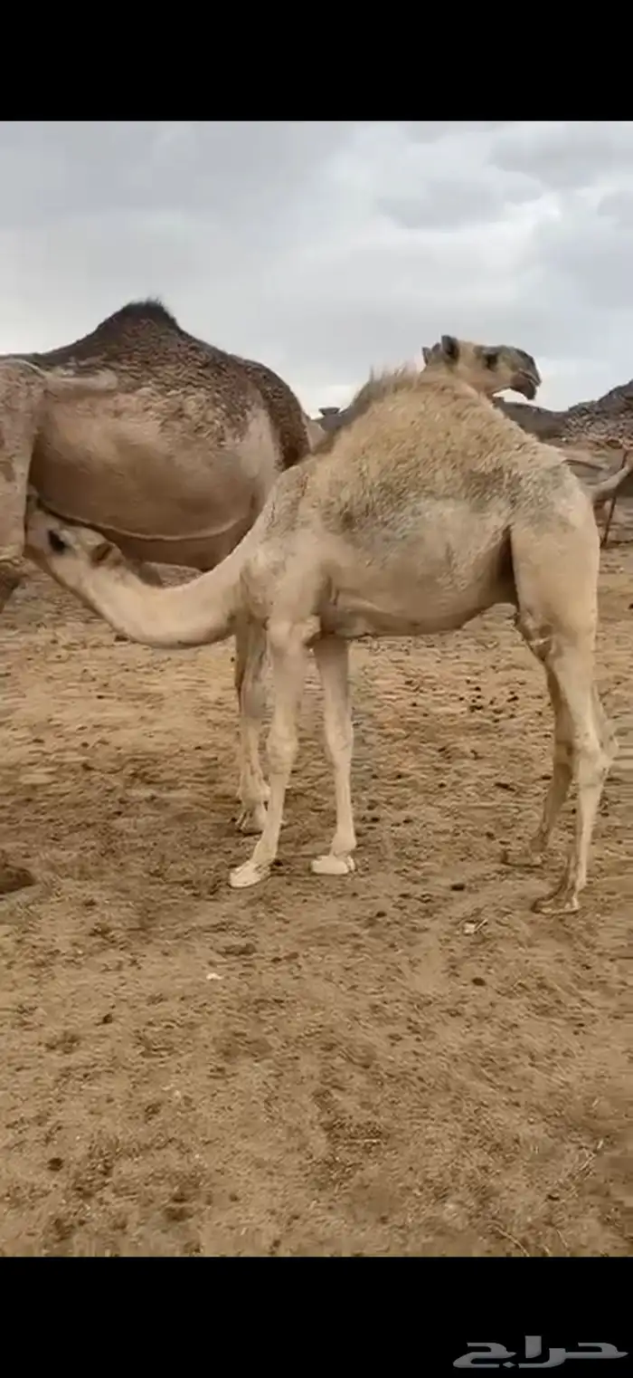 قعدان مناسبات او مبادي حلال كفو 0