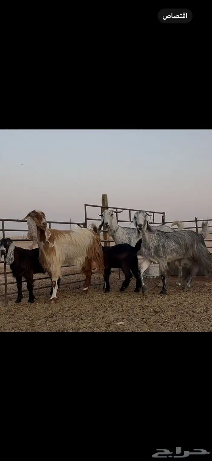 متابيع مشاريك طيبه بناتها كبرها 4