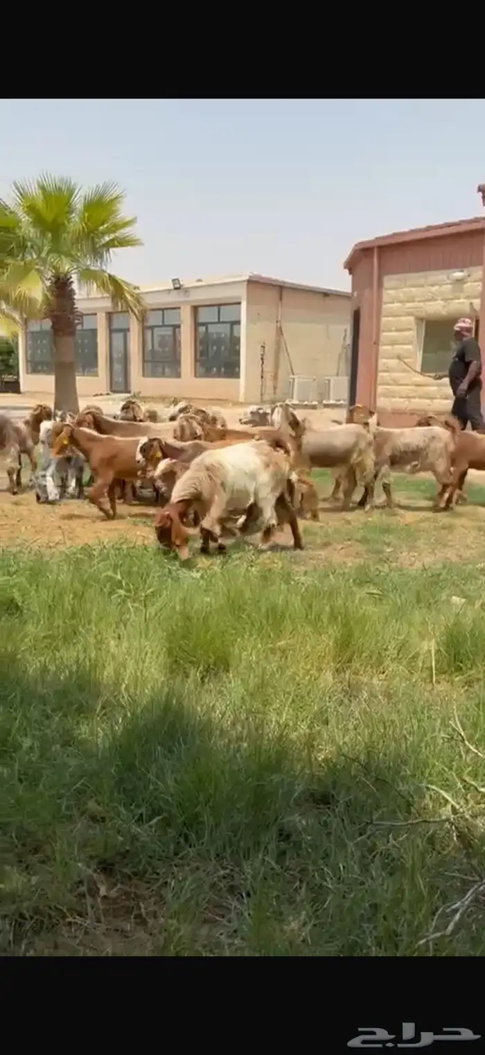 للبيع جذعات نوادر لون مميز فرصه للقناي 9