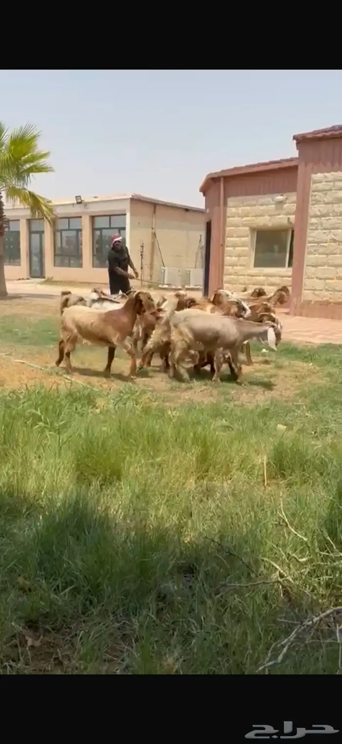 للبيع جذعات نوادر لون مميز فرصه للقناي 2