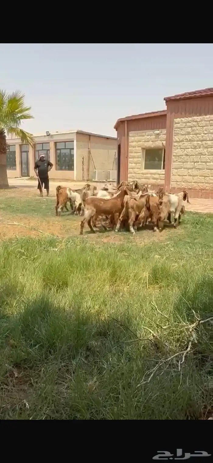 للبيع جذعات نوادر لون مميز فرصه للقناي 10