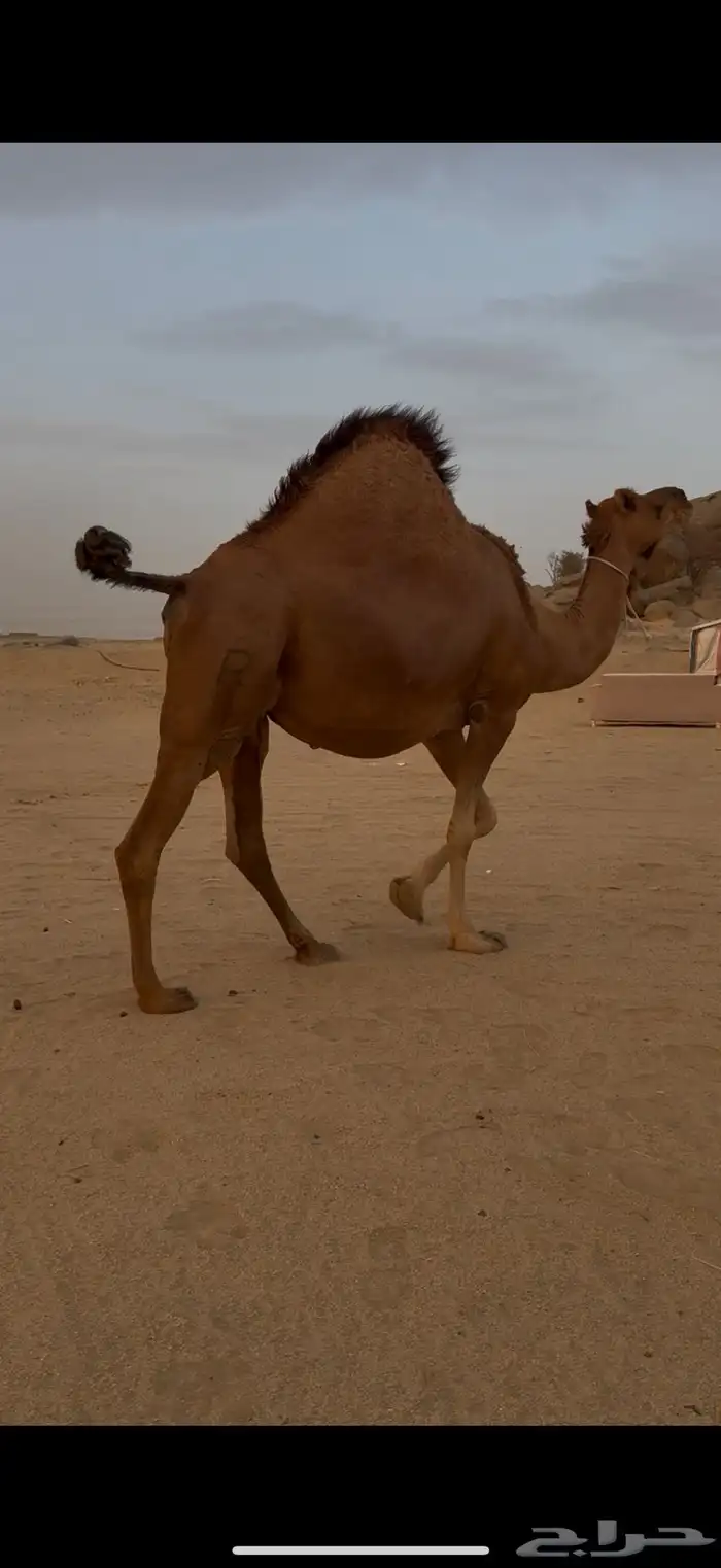 ملاقي ساحلية اصل 1