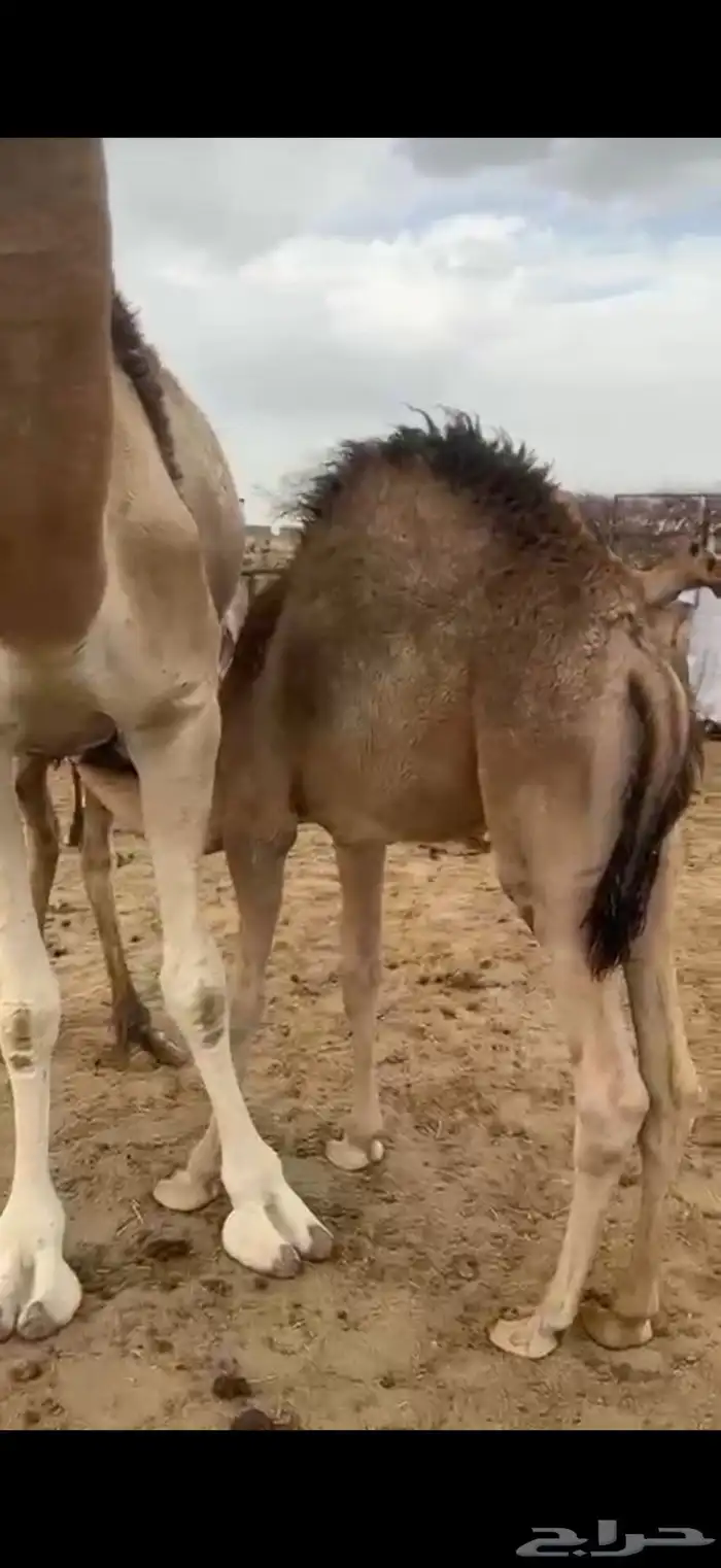 قعدان مناسبات او مبادي حلال كفو 3