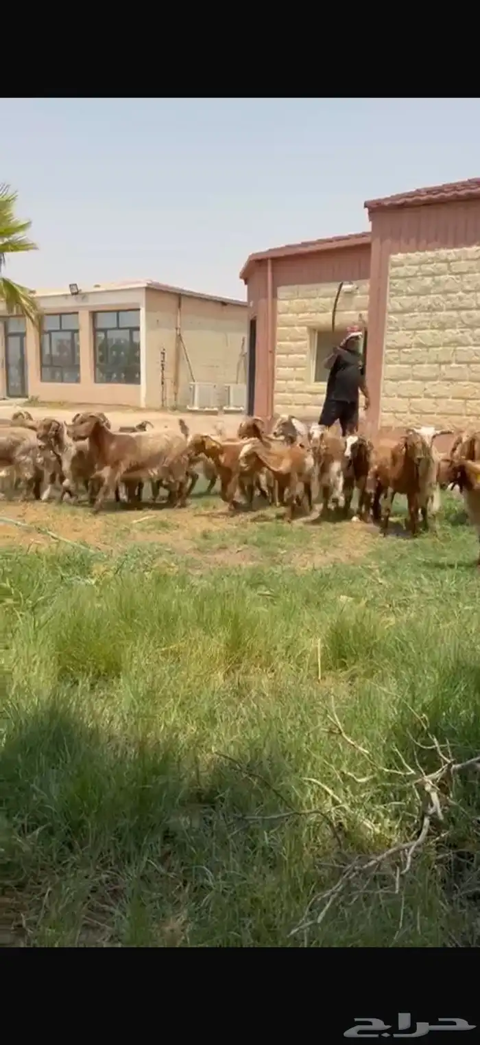 للبيع جذعات نوادر لون مميز فرصه للقناي 8
