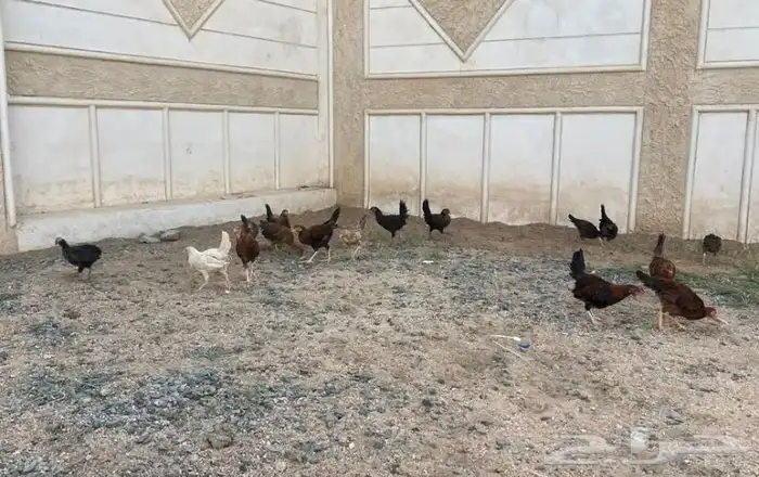 الرميده دجاج بلدي نضيف العمر من 3 الى 3ونص العدد 12. 0