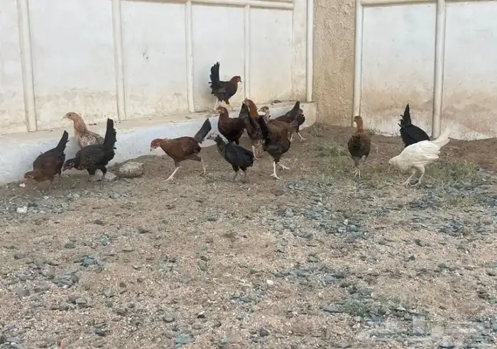 الرميده دجاج بلدي نضيف العمر من 3 الى 3ونص العدد 12. 3