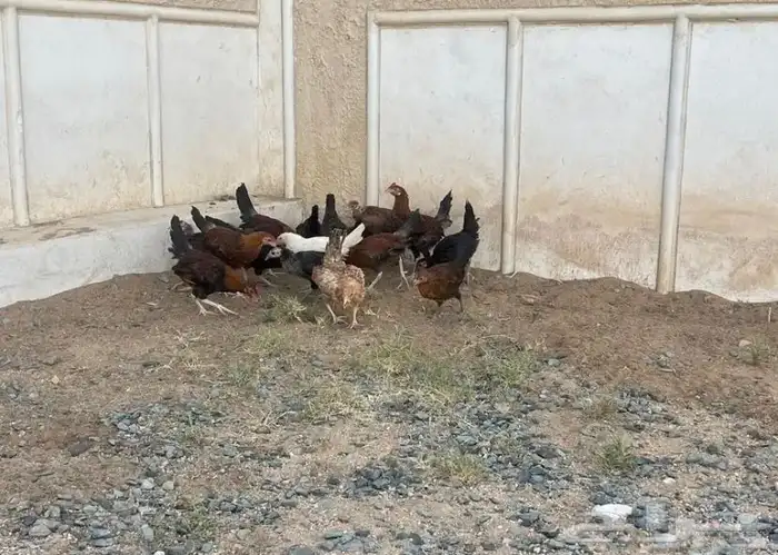 الرميده دجاج بلدي نضيف العمر من 3 الى 3ونص العدد 12. 4