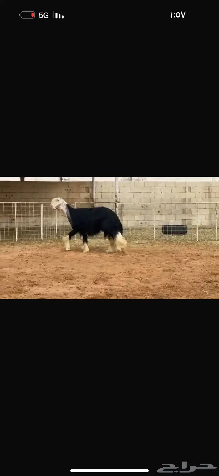عرض بيع فحل مشروط النسف 0