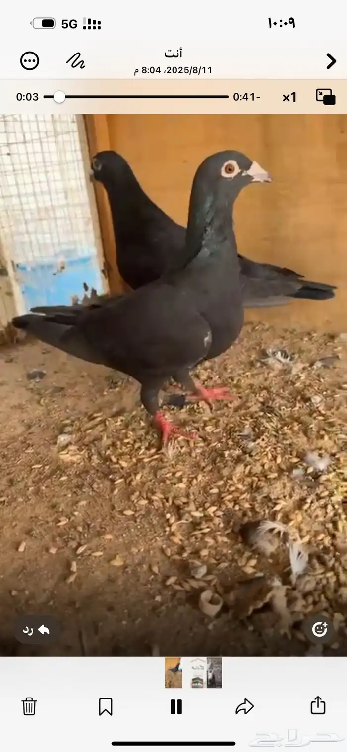 زاجل اسود سك لماع جوز تركيب جديد 5