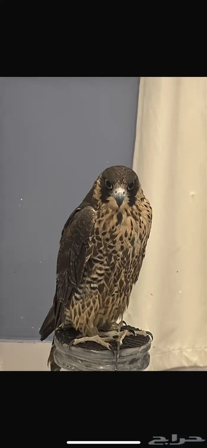شيهانه 1