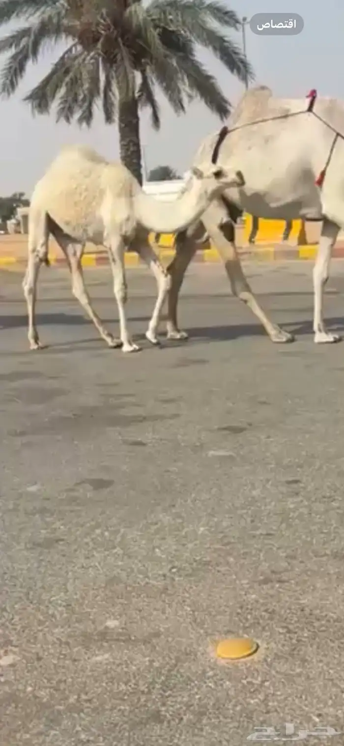 عشرا وضحاء كفوو 1