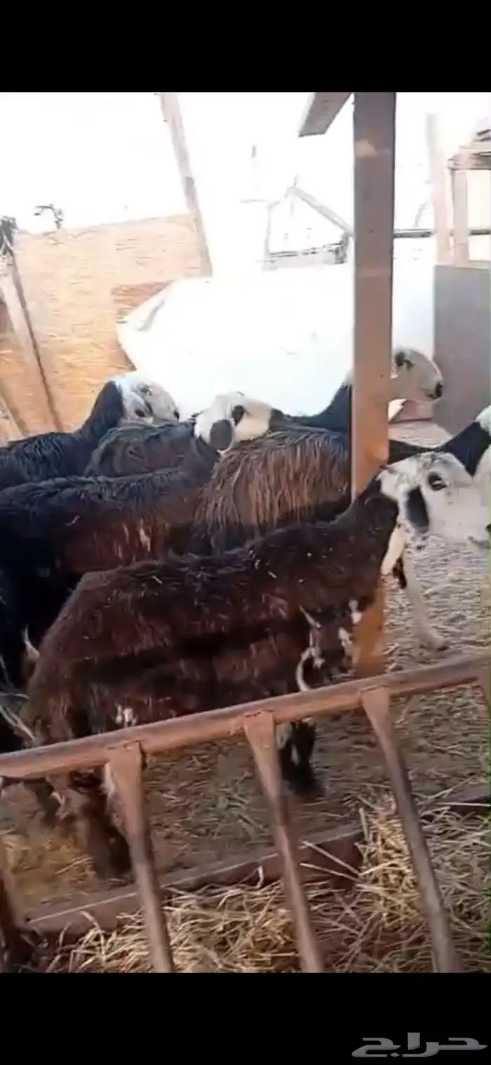 شياه نجد طيبه 1
