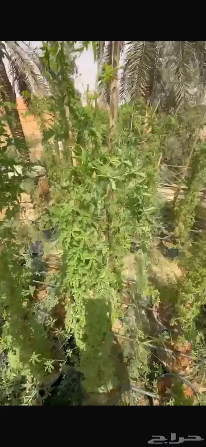 للبيع متسلقة ست الحسن البيضاء والزرقاء 4