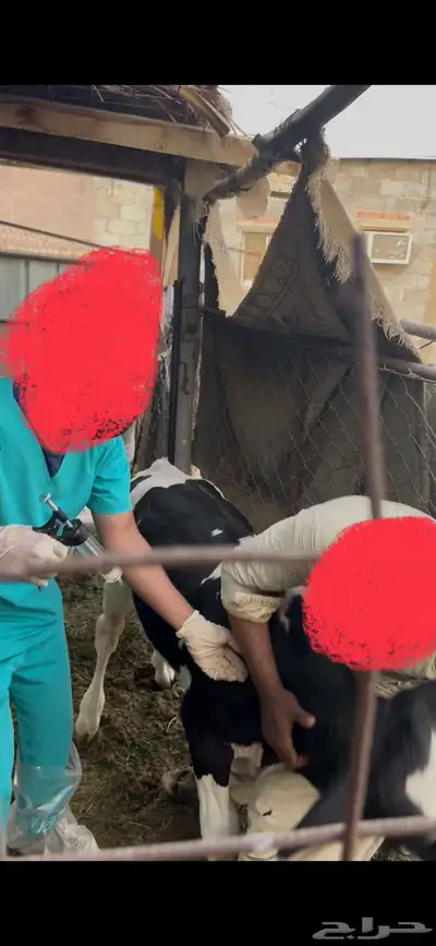 عجل هولندي فاخر عمره ثلاثة شهور index