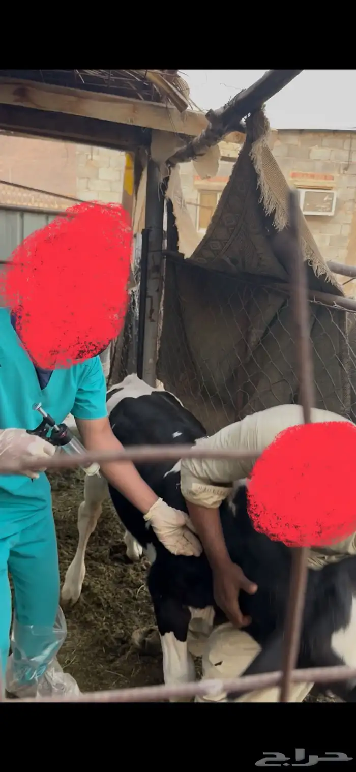 عجل هولندي فاخر عمره ثلاثة شهور 3