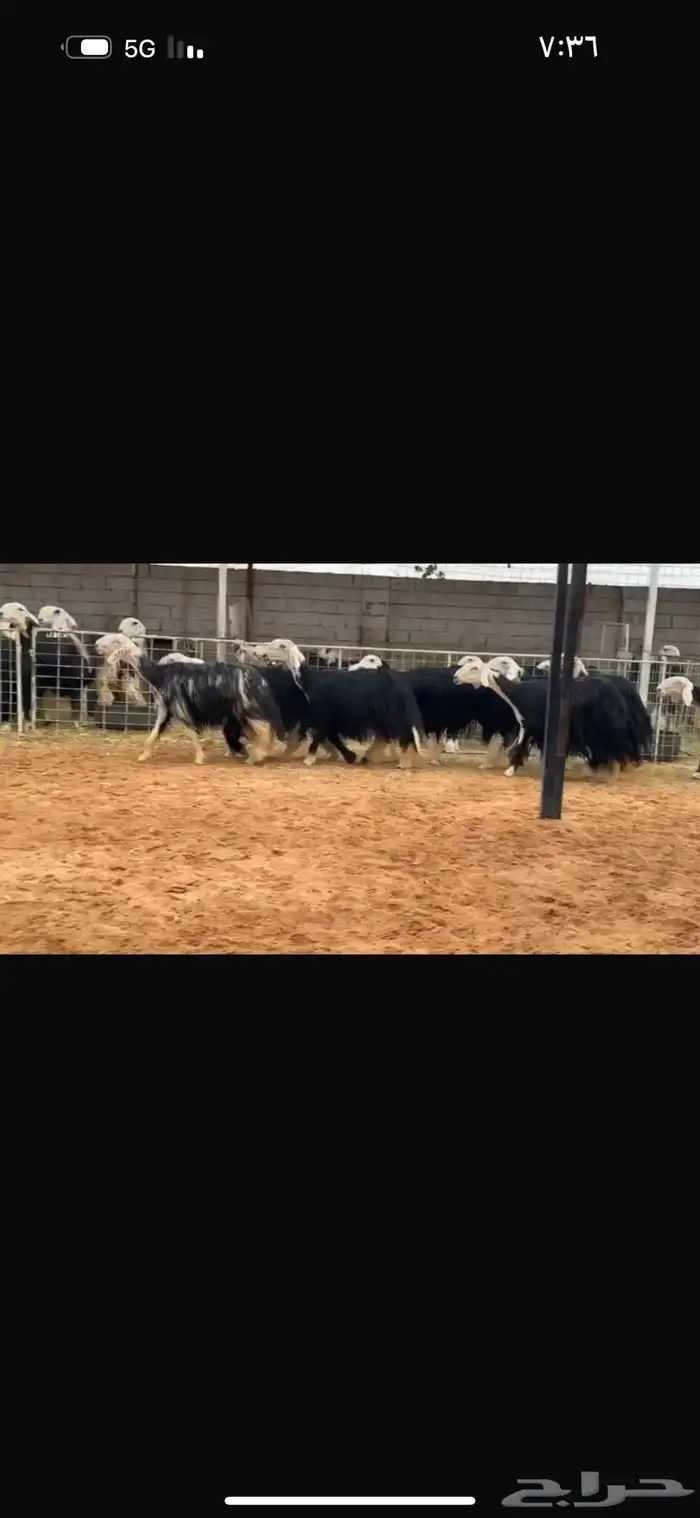 عرض بيع نجد مراح 3