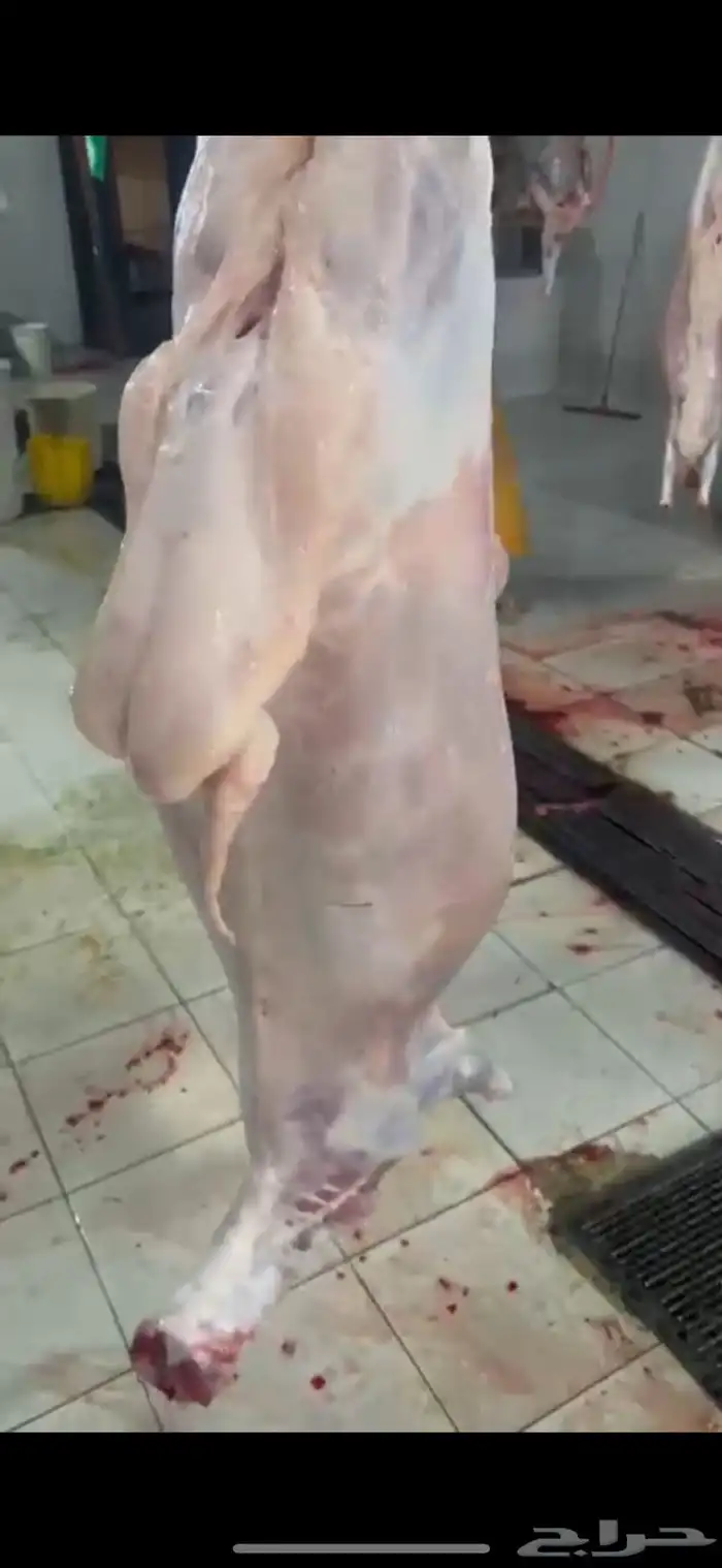 ذبايح ثلاجه مع الصلخ والتوصيل 2